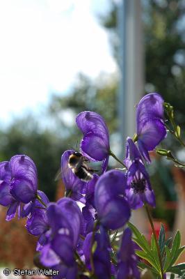 Hummel im Anflug