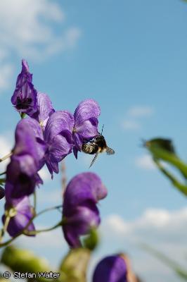 Bl�ten mit Hummel