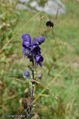 Hummel im Anflug