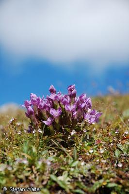 Alpenblumen