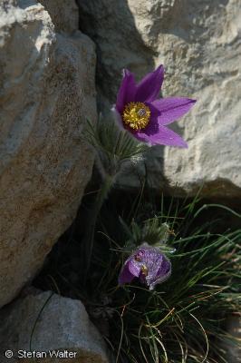 K�chenschelle