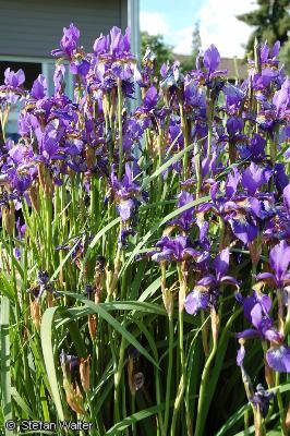 Blaue Lilien