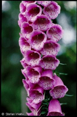 Blumen
