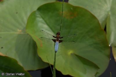 Blattbauchlibelle