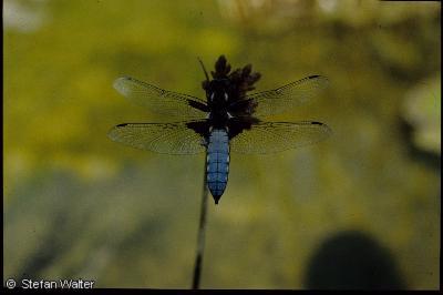 Blattbauchlibelle
