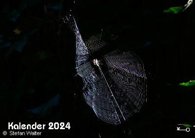 Titel -  Spinne im Netz