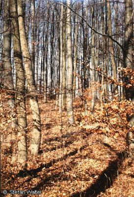 Oktober - Wald auf der Eninger Weide