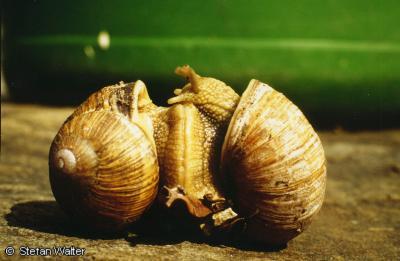 Titel - Schneckenliebe