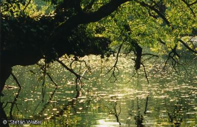 April - Baum �ber dem Wasser