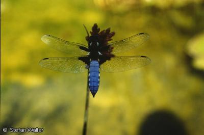 Mai - Blattbauchlibelle