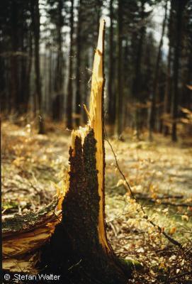 November -  Baumstumpf