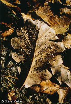 Titel - Herbsblatt mit Wassertropfen