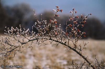 Februar - Hagebutte auf Eis
