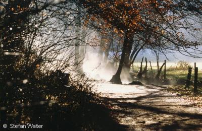 August - Morgenstimmung