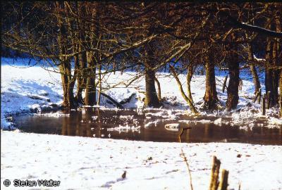 Februar - Winterlicher Bach