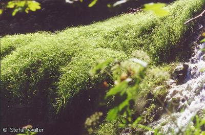 Mai - Bewuchs am Uracher Wasserfall