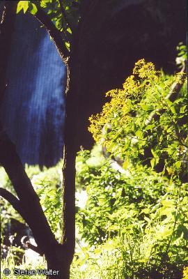 Juli - Blumen am Wasserfall