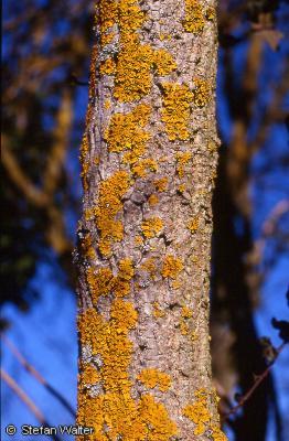 September - Baummoos