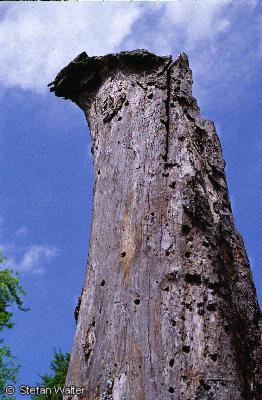 Juli - Baumstumpf am Rossfeld
