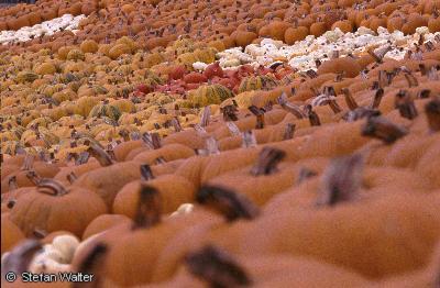 Oktober - K�rbispracht