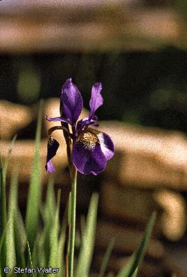 August - Sibierische Sumpfschwertlilie