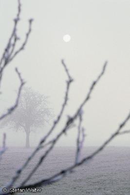 November - Novembermond